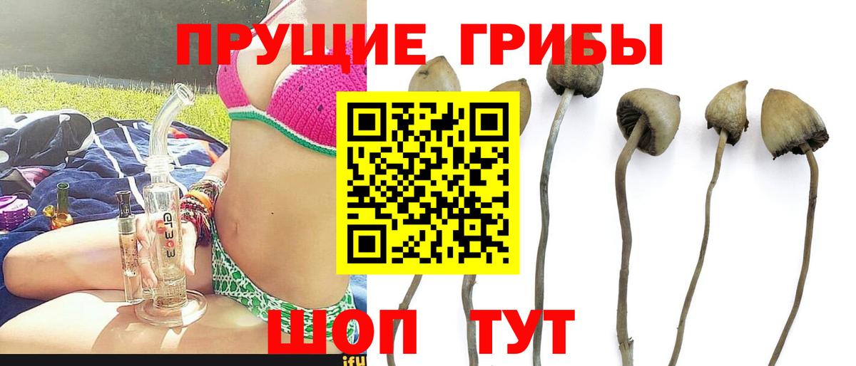 Галлюциногенные грибы Psilocybe Лесосибирск